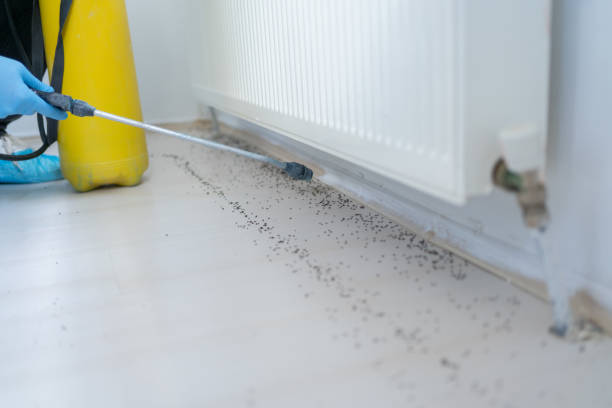 Best Pest Removal Services  in Security Widefield, CO
